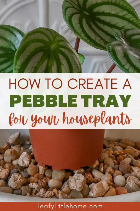 Image of a watermelon peperomia plant and the text: how to create a pebble tray for your houseplants Humidity Tray For Plants Diy, Pebble Trays For Humidity, Greenhouse Cabinet, Tropical Houseplants, Plant Trays, Plant Display Ideas, Plant Saucer, Indoor Greenhouse, Plant Tray