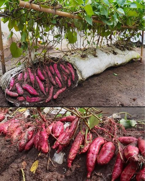 Sweet Potato Plant, Growing Sweet Potatoes, Small Vegetable Gardens, Vegetable Garden Diy, Indoor Vegetable Gardening, Growing Potatoes, Veg Garden, Poultry Farm, Farm Design