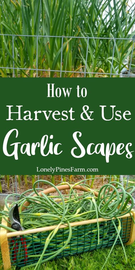 Have you heard of garlic scapes? Or maybe seen these little curly-q's at your local farmers market? In this article, we talk about what garlic scapes are, when to harvest them, and how to enjoy their deliciously mild garlic taste. Additional recipes coming soon! Harvesting Garlic Scapes, How To Harvest Garlic Scapes, Storing Garlic Scapes, Garlic Blooms, Vegetable Preserving, Garlic Scapes Recipes, When To Harvest Garlic, Preserving Garlic, Garlic Planting