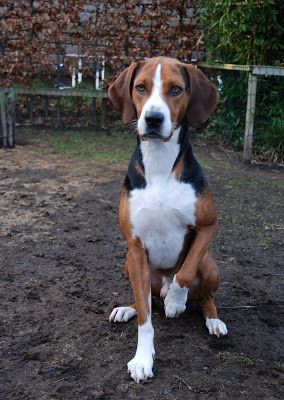 Hound Dog Aesthetic, Hamiltonstovare Dog, Harrier Hound, Foxhound Puppy, Harrier Dog, Coonhound Dog, Foxhound Dog, Fox Hound, English Foxhound