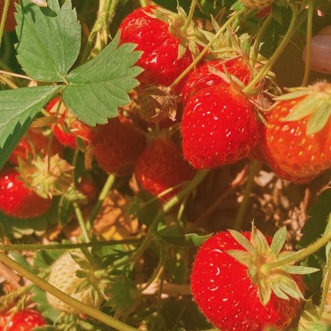 Strawberry Fields, Croquettes, Red Aesthetic, Nature Aesthetic, Strawberry Shortcake, Aesthetic Photo, Summer Aesthetic, Pretty Pictures, Strawberries