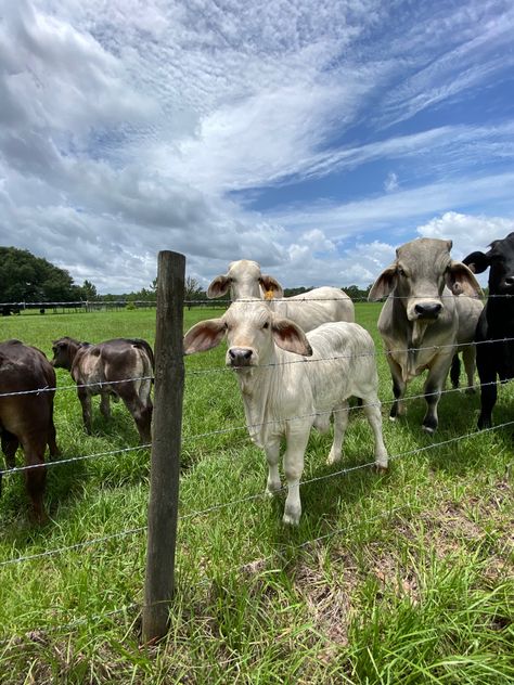 Lake Stacy #cow #calf #bull #cattle #brahman #florida #southern #ranch #farm #lakestacy Cattle Grazing Fields, Cattle Ranch Aesthetic, Cattle Aesthetic, Cattle Ranching Farms, Boran Cattle, Ranch Cows, Cow Ranch, Brahman Cow, Agriculture Pictures