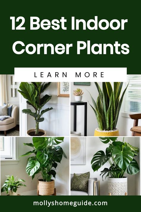 Looking to add some greenery to your home decor? Explore the best indoor corner plants that will liven up any living room corner. From low light indoor plants to indoor plants for living room corners, there are plenty of options to choose from. Transform your space with stylish indoor plants decor on the floor or in the corner windows. Discover apartment plant ideas and tall indoor plant rack ideas for a touch of nature in your home. Arranging House Plants Living Rooms, Plant In Corner Living Room, Tall Plant Living Room, Apartment Plant Ideas, Plant Lights Indoor Setup Living Room, Inside Plants Decor Living Room, Tall House Plants Indoor, Plants In Dining Room, Empty Room Ideas