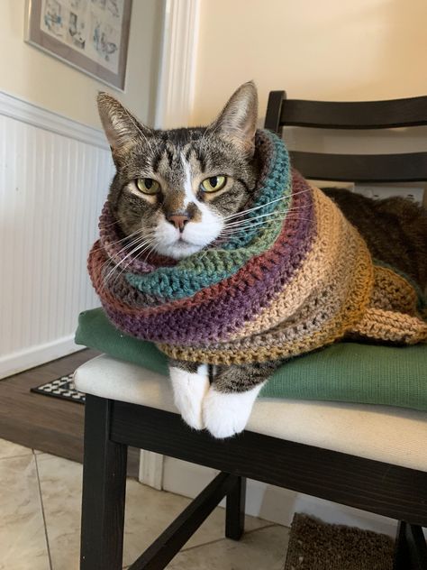 Joes post got removed he still doesnt like your outfit. Cat In A Sweater, Too Much Love, Striped Cat, Cat Club, Super Cute Animals, Cat Aesthetic, Funny Cute Cats, About Cats, Last Post