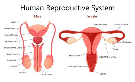 Reproductive System Project, Human Reproductive System, Body Anatomy Organs, Female Reproductive System Anatomy, Basic Anatomy And Physiology, Man Anatomy, Female Reproductive System, Fallopian Tubes, General Knowledge Book