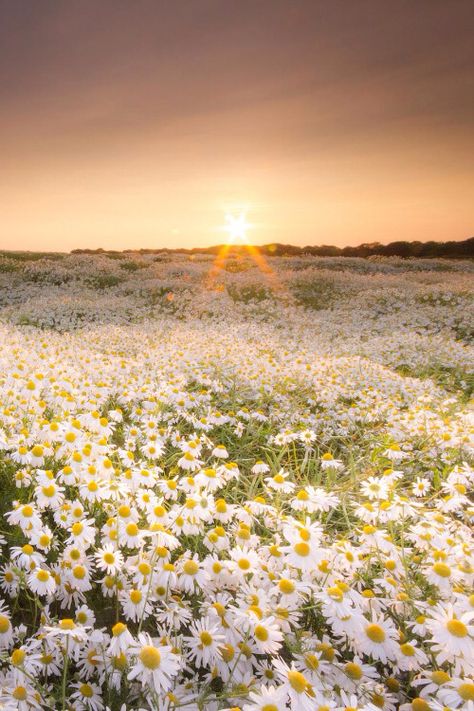 Field of daisy Daisy Field, Daisy Love, White Daisies, Alam Yang Indah, Flower Field, Love Flowers, Galaxy Wallpaper, Pretty Flowers, Beautiful World