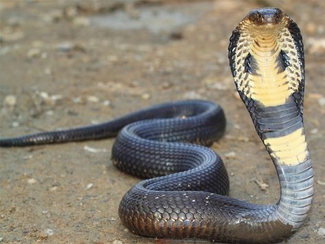 https://flic.kr/p/24TRSNV | Giant King Cobra | The king cobra (Ophiophagus hannah) is an elapid found predominantly in forests from India through Southeast Asia. ... The king cobra is a dangerous snake that has a fearsome reputation in its range, although it typically avoids confrontation with humans when possible. King Cobra Snake, Snake Images, Deadly Animals, Snake Wallpaper, Cobra Snake, Snake Venom, Snake Art, King Cobra, Reptiles And Amphibians