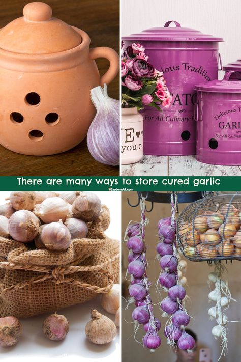 There are many ways to store cured garlic cloves Garlic Storage Ideas, Best Way To Store Garlic, Storing Onions And Potatoes, Storing Garlic, Store Garlic, Storing Onions, Fresh Store, How To Store Garlic, Garlic Storage