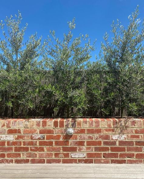 Walled Front Garden, Recycled Brick Garden Bed, Recycled Bricks In The Garden, Brick Planter Boxes Front Porches, Brick Wall Around Patio, Red Brick Garden Bed, Recycled Brick Retaining Wall, Recycled Brick Wall, Red Brick Garden Wall