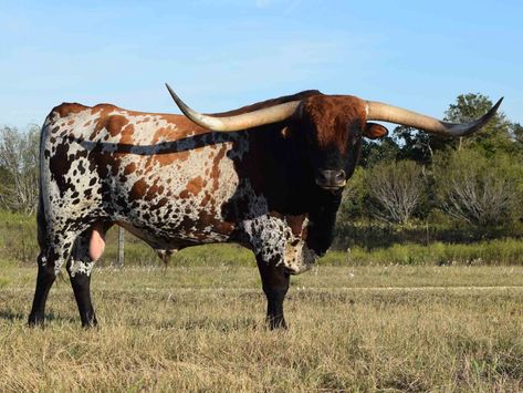 Longhorn Art, Nguni Cattle, Long Horns, Longhorn Bull, Longhorn Steer, Buffalo Bulls, Longhorn Cattle, Longhorn Cow, Rolling Thunder