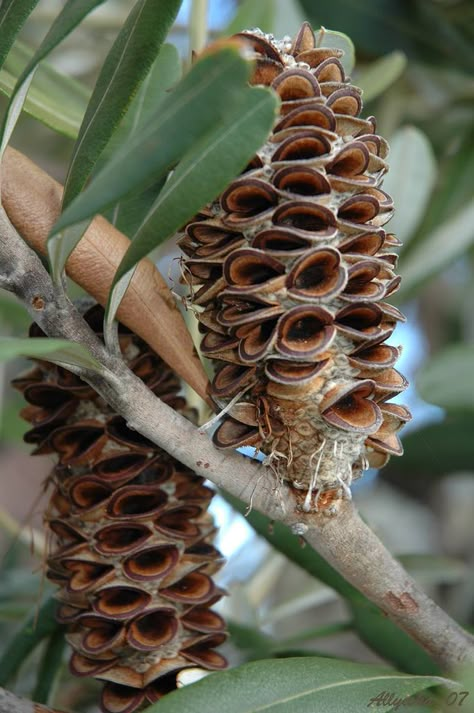 Banksia Integrifolia cone: Australian flower Dried Banksia, Banksia Integrifolia, Australian Trees, Australian Native Garden, Australian Wildflowers, Australian Flowers, Australian Natives, Native Australians, Australian Native Flowers