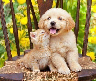 Hermanos Puppy And Kitten, Cute Puppies And Kittens, Image Chat, Puppies And Kitties, Animals Friendship, Kittens And Puppies, Golden Retriever Puppy, Retriever Puppy, Golden Retrievers