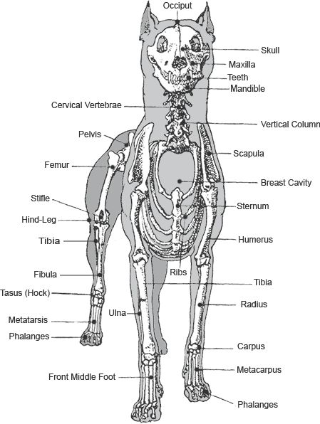 Skeleton Structure, Vet Tech School, Veterinary Tech, Vet Tech Student, Science Tattoo, Vet Technician, Anatomy Bones, Skeleton Anatomy, Vet Medicine