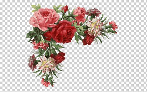 Rose Flower Png, Rose Border, Rose Flower Arrangements, White Rose Flower, Rose Clipart, Pink Rose Bouquet, Easy Paper Flowers, Red And Pink Roses, Red And White Roses