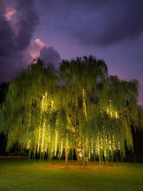 Willow Tree Wedding, Farm Light, Weeping Willow Tree, Fotografi Vintage, Weeping Willow, Tree Wedding, Willow Tree, The Night Sky, Alam Yang Indah