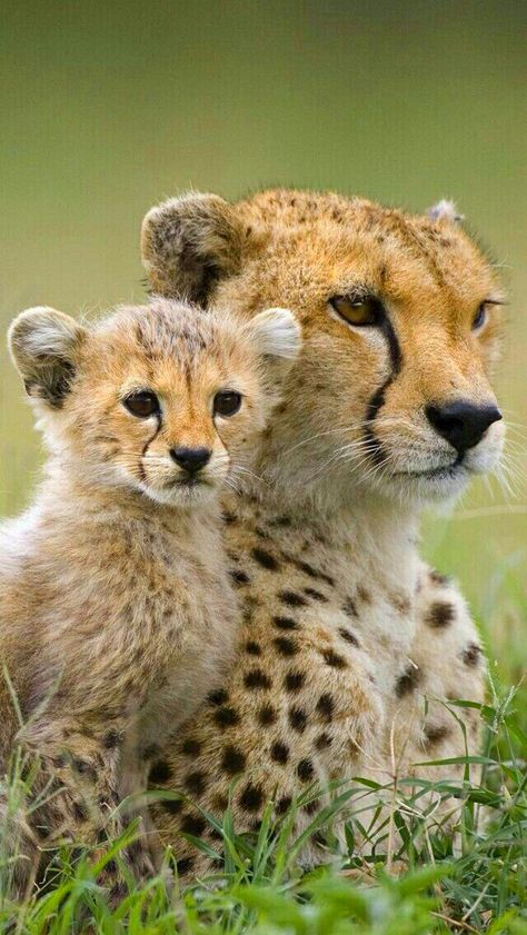 Beautiful mother Cheetah with cub. Big Cat Family, Regnul Animal, Cheetah Cubs, Majestic Animals, Cheetahs, Cute Wild Animals, African Animals, Alam Yang Indah, Cute Animal Pictures