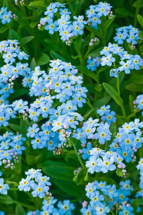 Forget-Me-Nots- TownandCountrymag.com Spring Flowering Bulbs, Gorgeous Flowers, Forget Me Nots, Beautiful Flowers Garden, Gardening Supplies, Types Of Flowers, Profile Pictures, Flower Pictures, Dream Garden