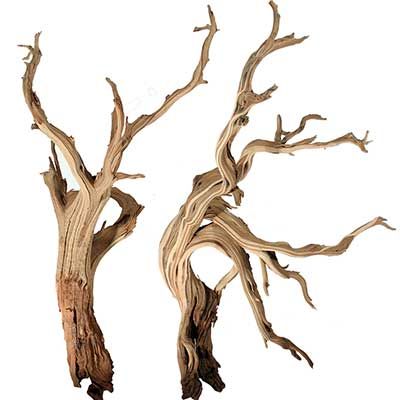 Nettleton Hollow offers many types and styles of decorative branches, dried flowers, dried grasses and other lasting botanicals Maine Beaches, Driftwood Christmas Tree, Dry Tree, Shell Flowers, Dead Tree, Mussel Shell, Driftwood Projects, Driftwood Beach, Driftwood Branch