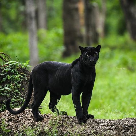 Big Cat Species, Black Panther Cat, Big Cat Family, Caracal Cat, Panther Cat, Cat Species, Clouded Leopard, Jungle Cat, Airbrush Art