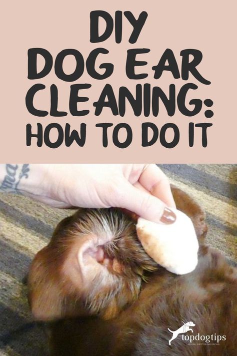 DIY dog ear cleaning isn't difficult, and the supplies you'll need are cheap. Cleaning a dog's ears regularly will prevent costly vet bills. Dog Ear Wash Recipe, Ear Wash For Dogs Diy, Dogs Ears, Diy Dog Ear Cleaner Recipes, Clean Dogs Ears Diy, Dog Ear Cleaner Diy, Cleaning Dogs Ears Diy, Ear Cleaner For Dogs, Ear Drops For Dogs