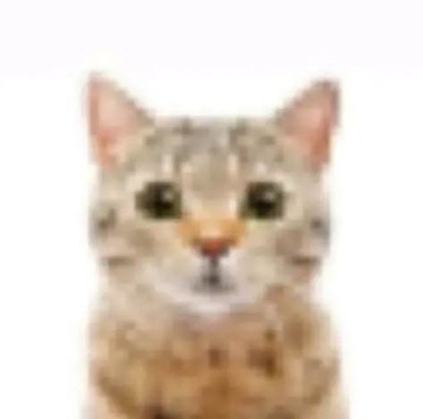 i love this cat pfp. Cat Pfps, Cat Wallpapers, Funny Aesthetic, Ugly Cat, Cat Pfp, Aesthetic Cat, Cat Funny, Funny Cute Cats, Cat Memes