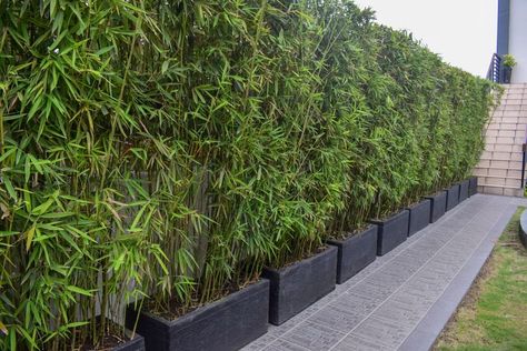 Pasig River, Screening Ideas, Bamboo Landscape, Ladder Ideas, Bamboo Containers, Privacy Screening, Clumping Bamboo, Growing Bamboo, Bamboo Privacy