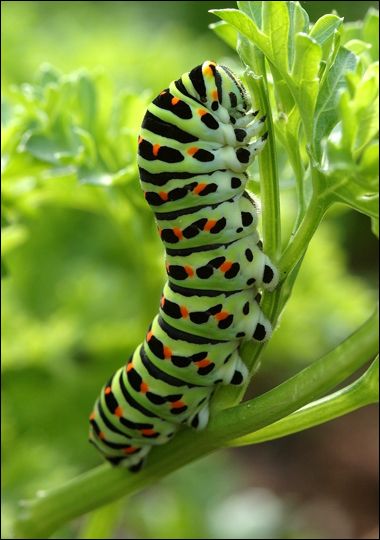 Swallowtail-Butterfly (soon to be) Gourd Animals, Fast Sketches, Swallowtail Butterflies, Butterfly Caterpillar, Visual Essay, Green Bug, Black Swallowtail, Dragon Coloring, Garden Butterfly