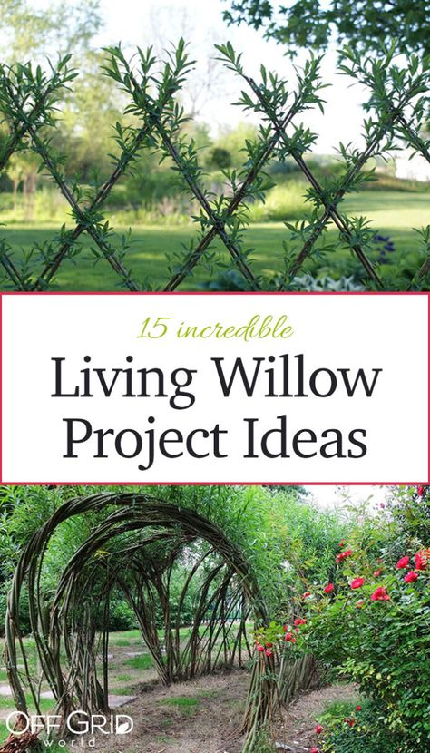 15 Fabulous Living Willow Project Ideas - Page 2 of 2 - Off Grid World Homesteading Layout, Twig Fence, Living Willow Structures, Willow Trees Garden, Living Willow Fence, Tennessee Garden, Forest Landscaping, Willow Project, Willow Structures