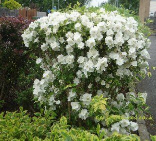 Mock Orange Shrub, Best Perennials For Shade, Plants For Small Gardens, Small Trees For Garden, Garden Flowers Perennials, Mock Orange, Orange Plant, Fragrant Plant, Smart Garden