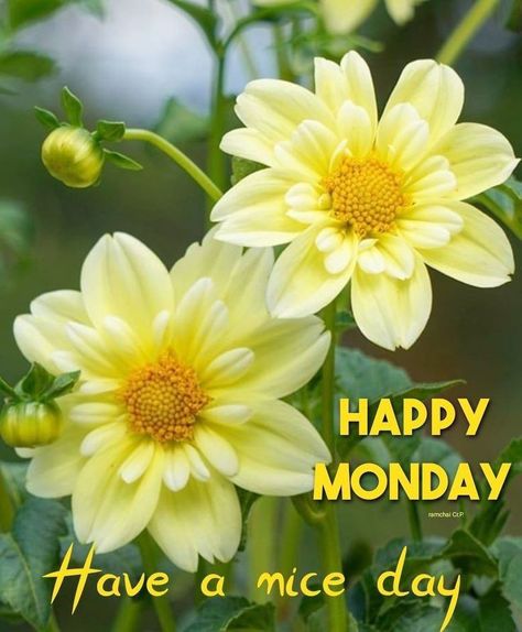 Work Related Quotes, Happy Monday Images, Good Morning Wishes Friends, Monday Greetings, Happy Monday Quotes, Monday Images, Good Morning Happy Monday, Daily Greetings, Morning Monday