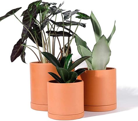 Amazon.com: POTEY Terracotta Planter Pots with Drainage Hole and Saucer - 6 Inch & 5 Inch & 4 Inch Indoor Cylinder Round Plants Flower Containers Clay Pots Gardening Modern - Set of 3,Unglazed 222231: Garden & Outdoor Oxalis Triangularis, Clay Plant Pots, Ceramic Succulent Pots, Flower Containers, Live Indoor Plants, Plant Saucer, Terracotta Plant Pots, Pot Set, Terracotta Planter