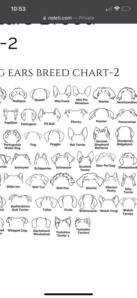 Morkie Ear Tattoo, Mini Tattoos Dog Memorial, Fine Line Tattoo Minimalist Dog, Shitzu Ears Tattoo, Puppy Ears Tattoo, Goldendoodle Ears Tattoo, Dog Memorial Tattoos Shih Tzu, Small Puppy Tattoo, Shih Tzu Ear Outline Tattoo