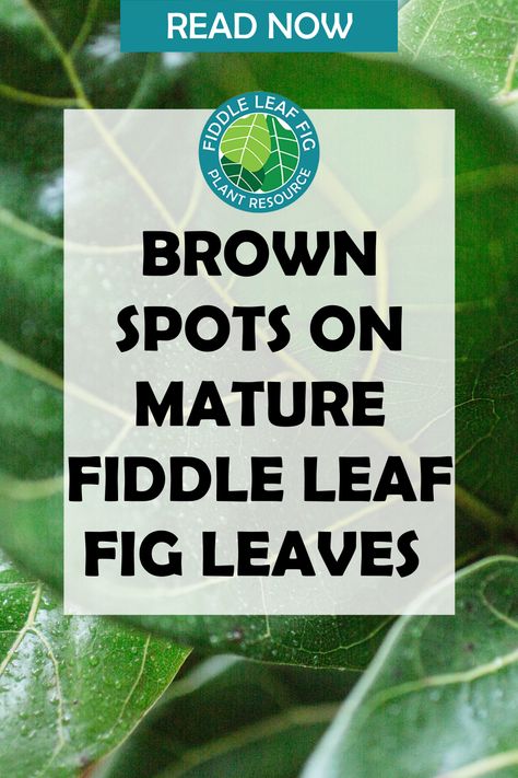 brown spots fiddle leaf fig Funnel Tree, Water Issues, Fig Plant, Fiddle Fig, Beautiful Leaves, Fiddle Leaf Fig Tree, Fig Leaves, Fiddle Leaf, Fiddle Leaf Fig