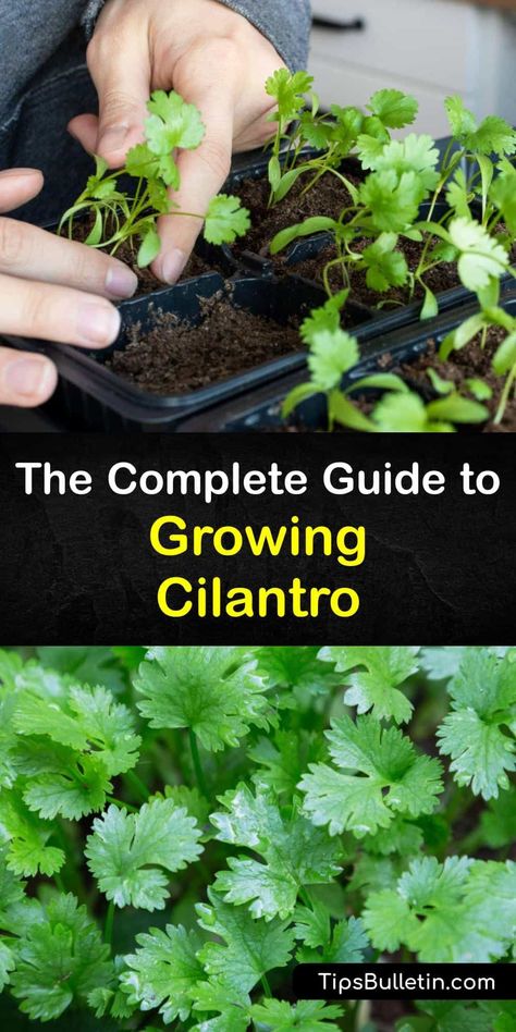 Discover how to grow your own cilantro (Coriandrum sativum) at home and enjoy fresh cilantro in your favorite dishes. Growing cilantro is easy. This herb plant produces cilantro leaves throughout the year and coriander seeds at the end of the season. #howto #growing #cilantro Growing Cilantro Outdoors, Grow Cilantro Indoors, Medicinal Gardening, Growing Coriander, How To Harvest Cilantro, Cilantro Plant, Growing Cilantro, Planting Plants, Outdoor Herb Garden