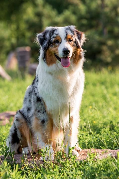 Shepard Dogs Australian, Sherman Shepherd Dogs, Australian Shepherd Full Grown, Australian Shepard Puppies, Pretty Dog Breeds, Baby Australian Shepherd, Farm Dog Breeds, Austrian Shepherd, Australian Shepherd Aesthetic