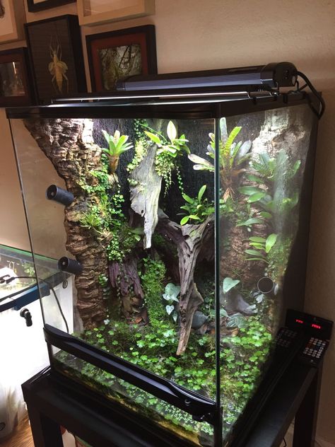 Paludarium Vivarium, Dart Frog Terrarium, Crested Gecko Habitat, Tree Frog Terrarium, Dumpy Tree Frog, Dart Frog Vivarium, Gecko Vivarium, Bioactive Vivarium, Gecko Habitat