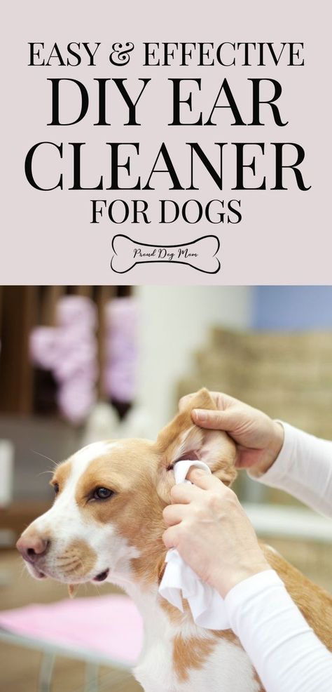 Dog Ear Cleaner Homemade, Dog Ear Wash, Cleaning Dogs Ears, Dog Ear Cleaner, Dogs Ears Infection, Dog Remedies, Ear Infections, Ear Cleaner, Dog Grooming Tips