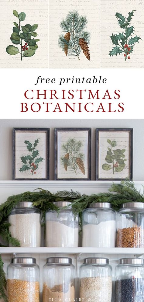 Vintage Christmas Botanicals, Free Printable Christmas Wall Art, Vintage Christmas Printables, Cottagecore Christmas Decor, Christmas Prints Free, Vintage Christmas Prints, Christmas Botanicals, Bird Printables, Christmas Cottagecore