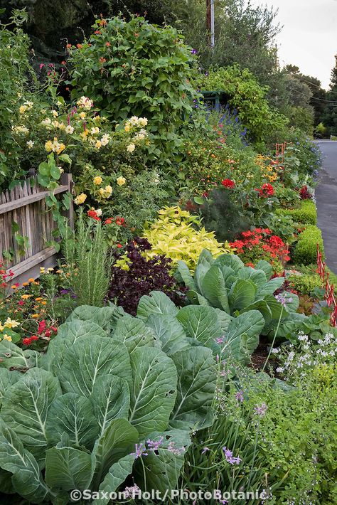 Streetside ornamental vegetable garden border; Rosalind Creasy's northern California organic ornamental edible landscaping small space front yard garden California Landscaping, Small Front Yard Landscaping, Potager Garden, Edible Landscaping, Have Inspiration, Vegetable Garden Design, Front Yard Garden, Landscaping Design, Garden Borders