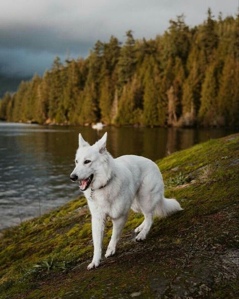 Landscape References, Greenland Dog, Swiss Shepherd, Husky Breeds, Family Friendly Dogs, White Swiss Shepherd, White Husky, Girly Tingz, White Shepherd