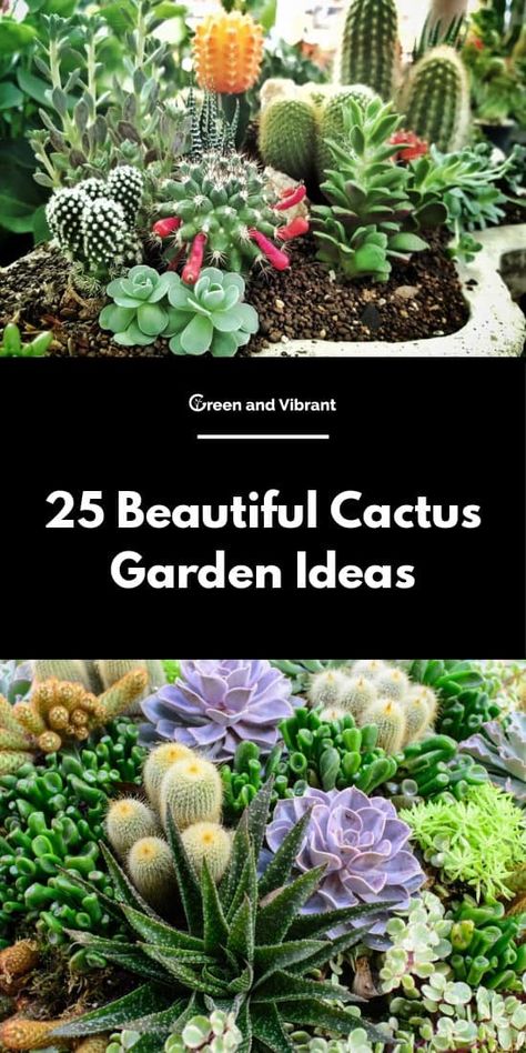 Cactus Garden Ideas, Indoor Cactus Garden, Cactus Garden Design, Cactus Ideas, Mini Cactus Garden, Cactus Garden Landscaping, Kinds Of Cactus, Rockery Garden, Cactus Arrangement