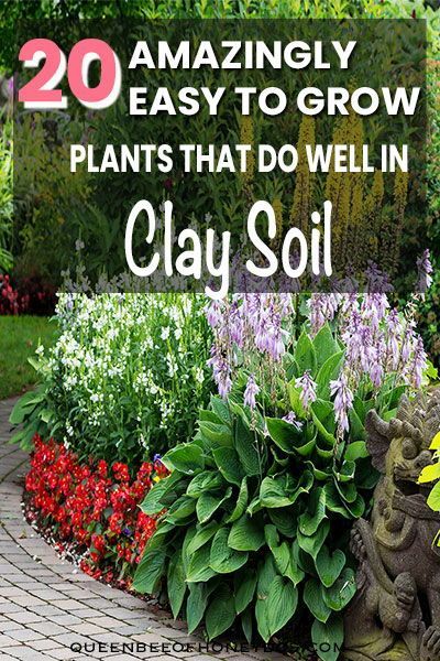 You don't have to surrender to your clay soil. These plants have always worked for me and are some of the best options for clay soil. #landscape #plants #gardening #landscaping #ideas #lawn Southern Landscaping, Clay Soil Plants, Planting In Clay, Boho Patio, Plants To Grow, Garden Wallpaper, Grow Plants, Clay Soil, Garden Yard Ideas