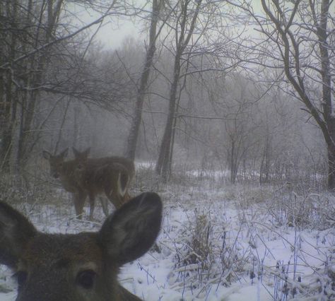 The Snow, The Middle, Deer, Trees, Forest, Instagram