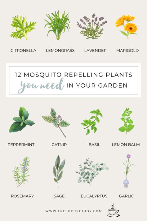 Repel Mosquitos, Diy Mosquito Repellent, Plants That Repel Bugs, Mosquito Repelling, Mosquito Plants, Mosquito Repelling Plants, Best Plants, Home Gardening, Mosquito Repellent