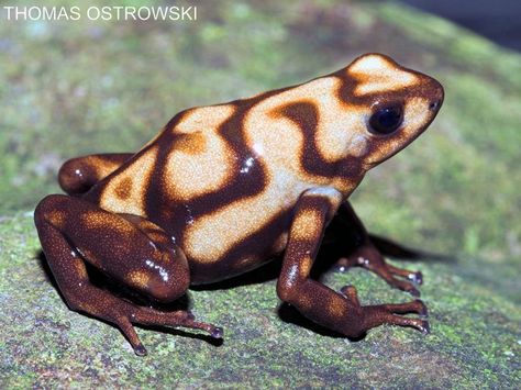 Capira morph dendrobates auratus Dart Frog Tank, Dart Frog Terrarium, Dart Frog Vivarium, Frosch Illustration, Frog Habitat, Capira, Frog Terrarium, Frog Tank, Frog Species