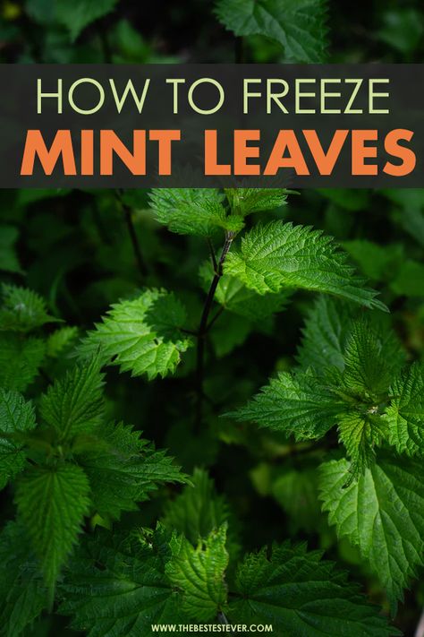 Preserving Fresh Mint Leaves, Storing Fresh Mint Leaves, How To Preserve Mint Leaves Fresh Herbs, Can You Freeze Mint Leaves, How To Preserve Fresh Mint Leaves, Freezing Fresh Mint Leaves, How To Preserve Fresh Mint, Storing Mint Leaves, How To Store Fresh Mint Leaves