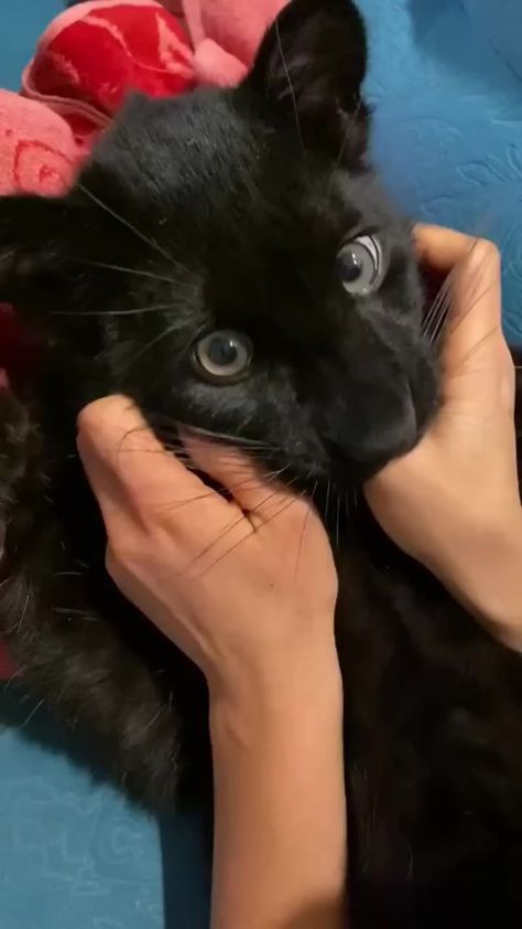 Massage for panther 🥰 #blackcat | Luna_the_pantera | Luna_the_pantera · Original audio Luna The Pantera, Baby Panther, Big Baby, How Big Is Baby, Big Cats, Panther, Baby Animals, Black Cat