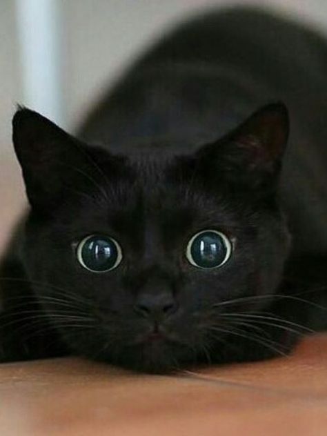 17 Black Cat Voids That Are Not-So-Secretly Watching And Judging You - I Can Has Cheezburger? Black Cat Photos, Black Cat Photo, Baby Animals Real, Kitten Breeds, Cat Photos, Cute Cats Photos, Pet Day, Cat Facts, Cute Cats And Kittens