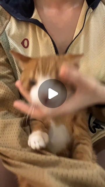 Yuumi_pet6 on Instagram: ". . . #cat #catsoftheworld #catsoftheday #catsgram #pet #petlovers #petlover #petsofinstagram #funny #funnyvideos #cute #cutecats #kitten #kittenlove #kittycat #reels" Kittens, Funny, Kitten Love, Cat Videos, Cat Gif, Cute Cats, Animal Lover, Funny Gif, Pet