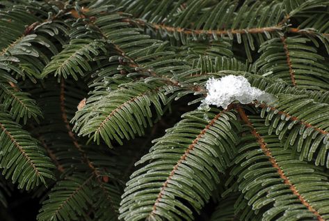 How Fast Does a Douglas Fir Tree Grow? | Hunker Pseudotsuga Menziesii, Plant Witch, Douglas Fir Tree, Fir Needles, Small Shrubs, How To Attract Hummingbirds, Hydroponic Gardening, Fir Tree, Indoor Garden Ideas